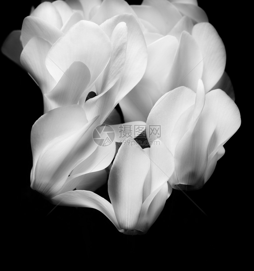 花仙客灰色植物白色花序图片