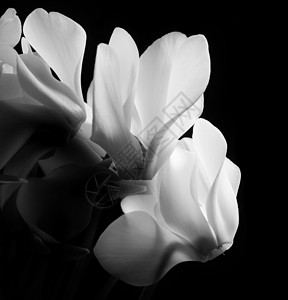 花花序植物仙客白色背景图片