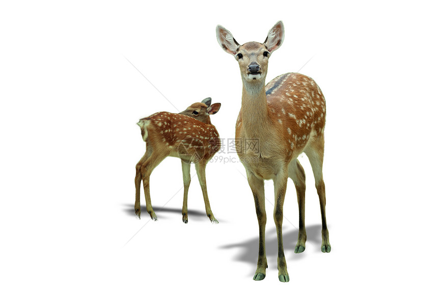 鹿动物群荒野哺乳动物野生动物棕色森林图片