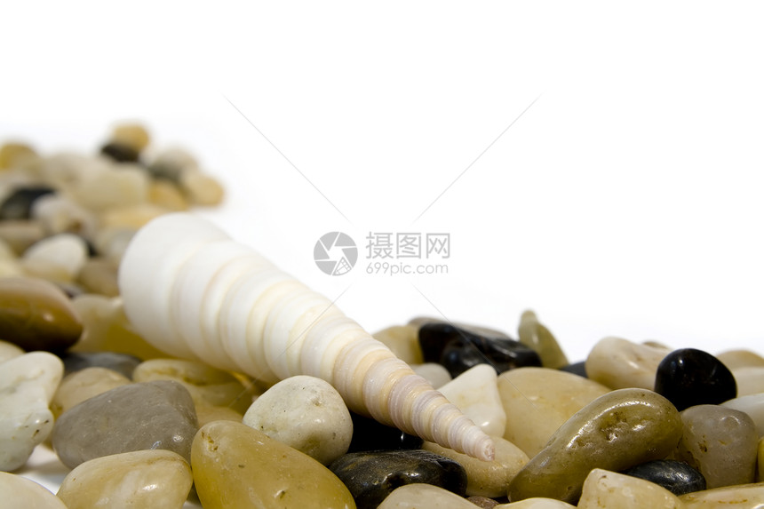 花彩宝石上的海壳圆形棕色黄色宏观黑色白色鹅卵石石头贝壳图片