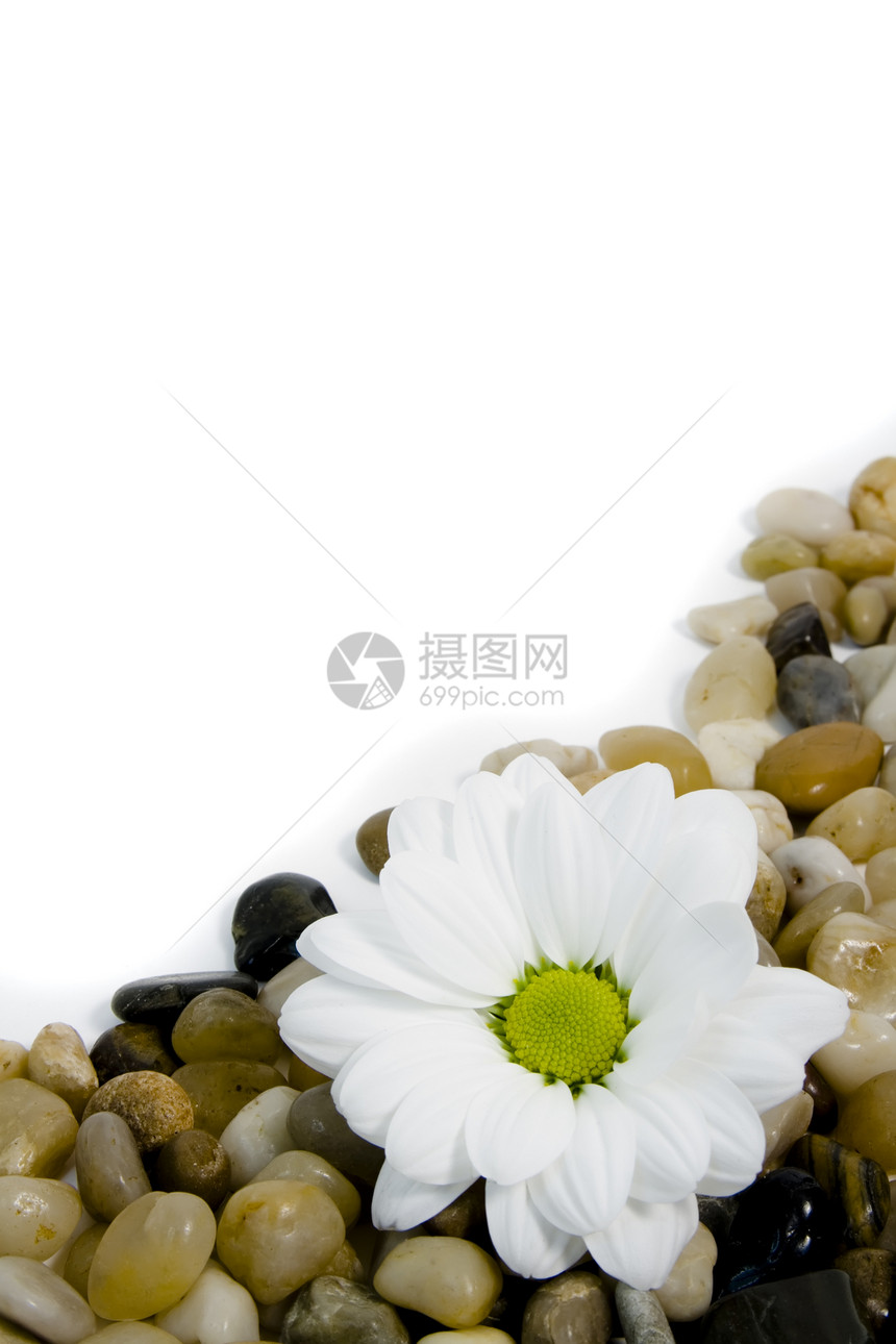 花彩宝石上美丽的白菊花鹅卵石棕色圆形白色黑色雏菊石头宏观黄色图片