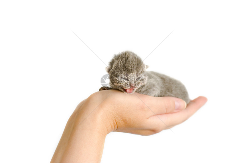 小猫咪猫咪生活毛皮小猫婴儿白色猫科动物注意力黑色新生图片