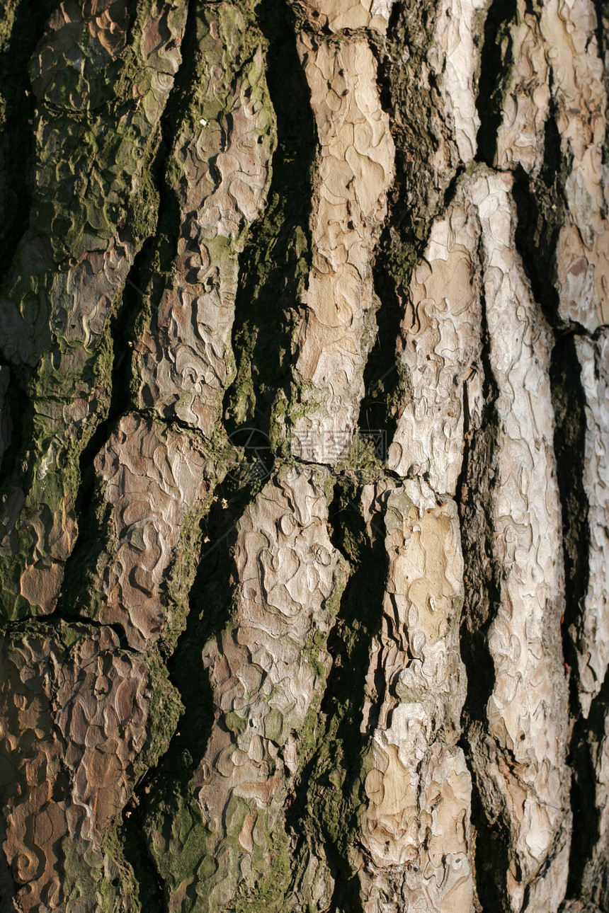 自然背景昆虫棕色森林老化坑洞粒状木材树木树干皮肤图片