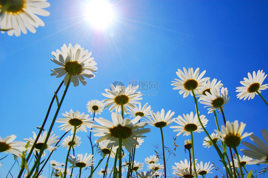 夏天的菊花晴天宏观植物享受白色花朵草地天空太阳蓝色图片