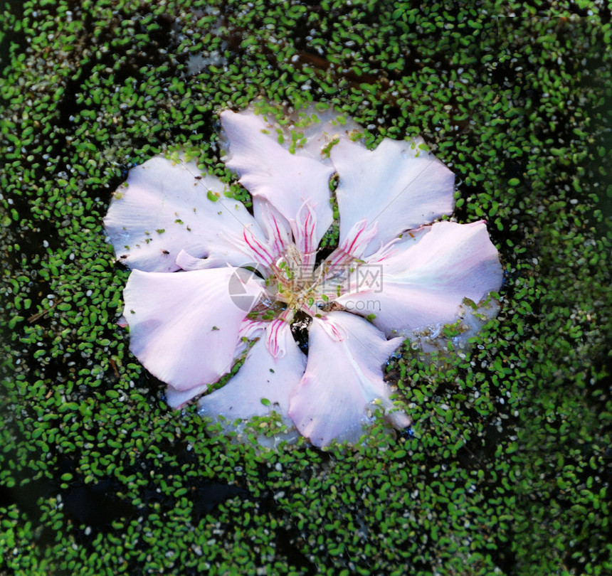 水中的鲜花紫色季节植物热带公园百合异国植物学宏观花园图片