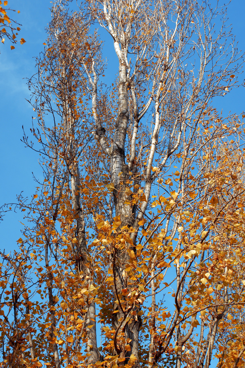 Birch树黄色季节蓝色红色日光天空桦木图片
