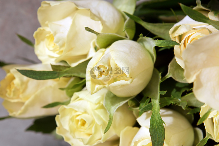 白玫瑰花展示白色绿色礼物宏观玫瑰叶子花瓣图片