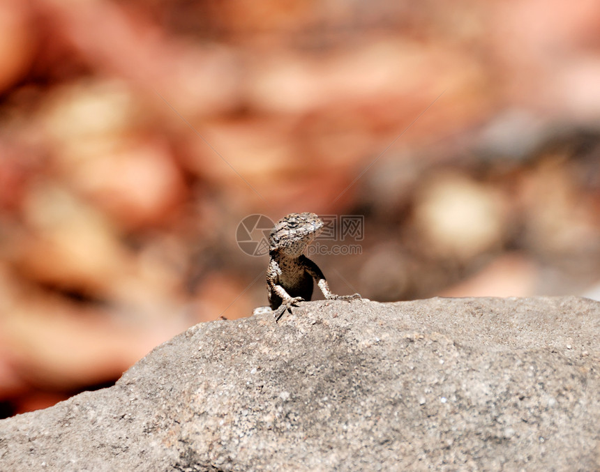 西部长林蜥蜴蕨类宏观属地石头斗争蓝色沙漠植物晴天岩石图片