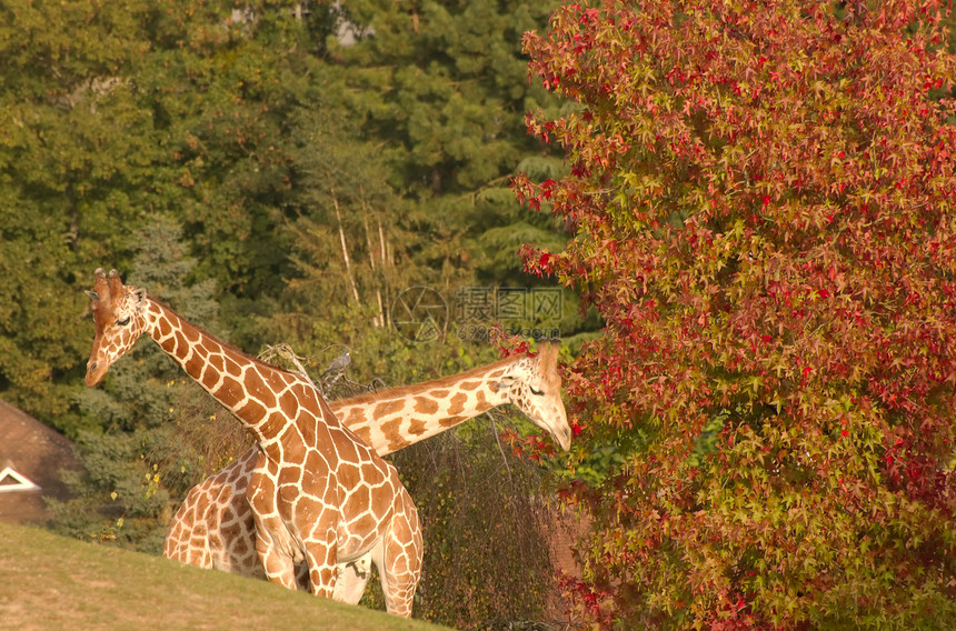 两只长颈鹿国家脖子野生动物食草动物植物衬套荒野公园动物群图片