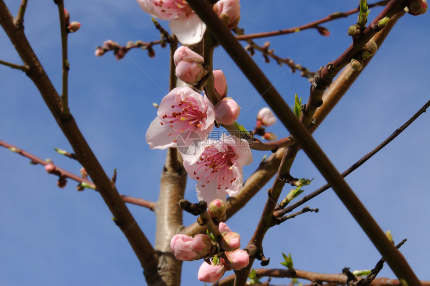 桃花花花瓣花园环境植物学粉色芳香装饰品墙纸植物疗法图片