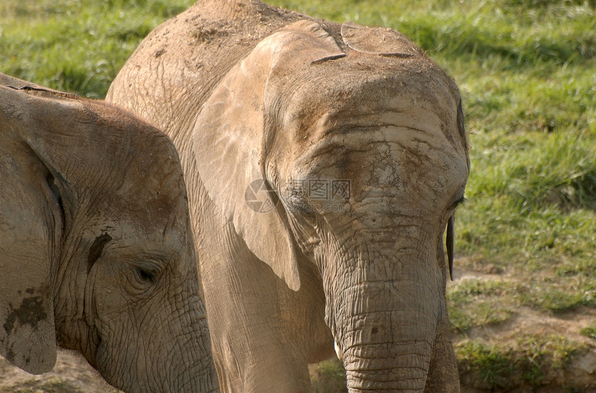 大象耳朵旅行哺乳动物动物尾巴怪物动物群荒野植物群象牙图片