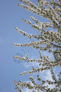 贵阳花果园樱花花果园生活太阳蓝色卡片植物天空樱花阳光季节背景