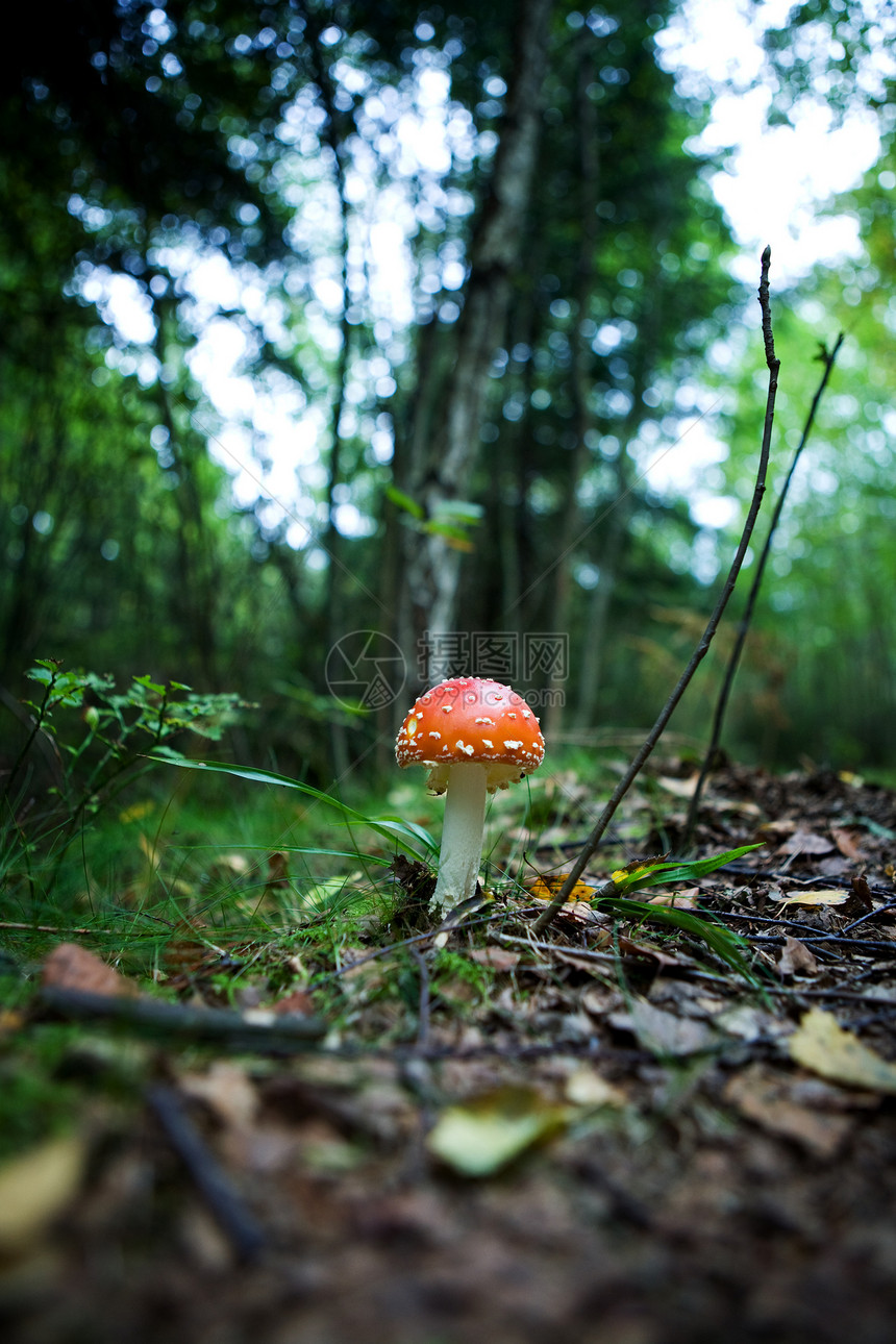 魔术蘑菇毒蝇危险魔法红色白色小精灵森林活性精神菌类图片