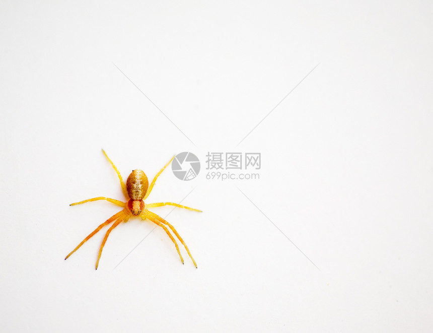 黄蜘蛛漏洞蜘蛛昆虫宏观动物图片