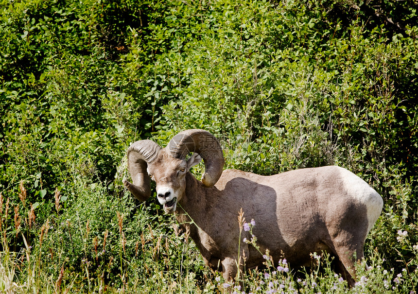 大角羊岩石荒野绵羊绿色山脉内存野生动物喇叭沙漠图片