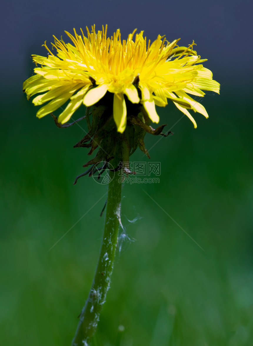 Dandelion 宏宏观草地绿色花瓣植物杂草黄色图片