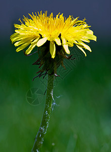 Dandelion 宏宏观草地绿色花瓣植物杂草黄色背景图片