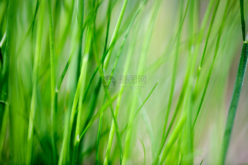 草背景绿色公园生态植物杂草环境图片