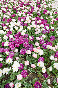 鲜花背景生长植物学活力绿色白色花坛花园植物花瓣紫色背景图片