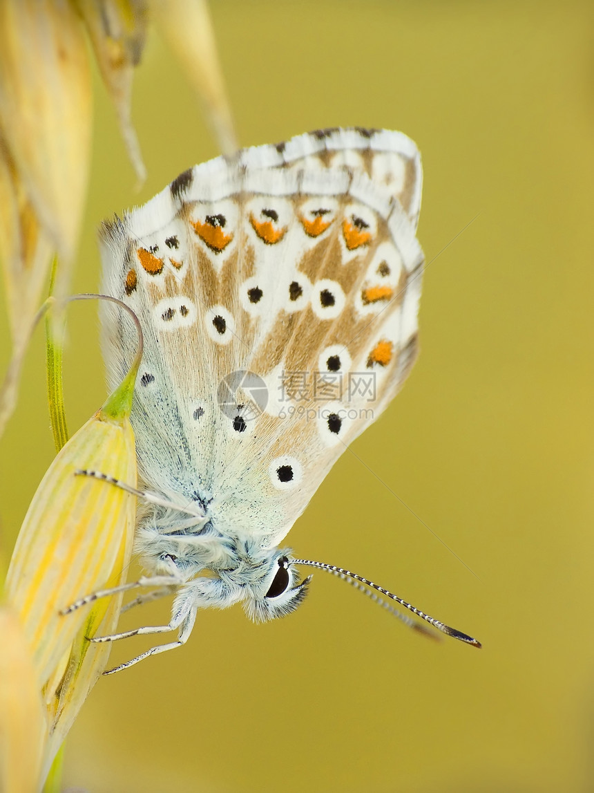蝴蝶毛虫自由动物腹部魅力翅膀绿色鳞翅目树干野生动物图片