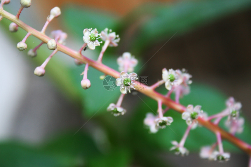 微小花朵脆弱性植物群季节爱好拇指种植生活园艺花粉植物图片