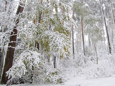 第一雪地方森林风景暴风雪白色植物落叶背景图片