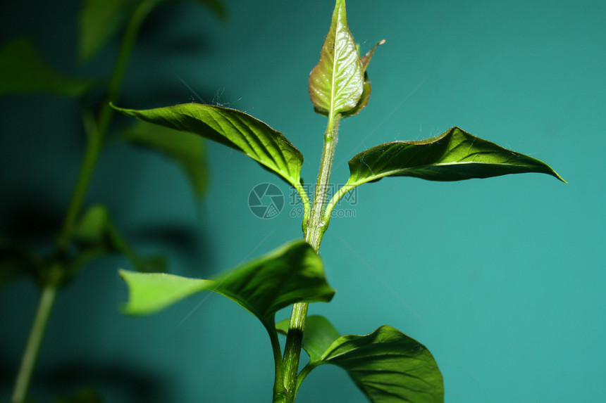 丁香叶花园植物群叶子季节紫丁香发芽生活园艺脆弱性移植图片