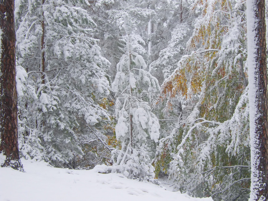 第一雪植物白色森林地方风景落叶暴风雪图片