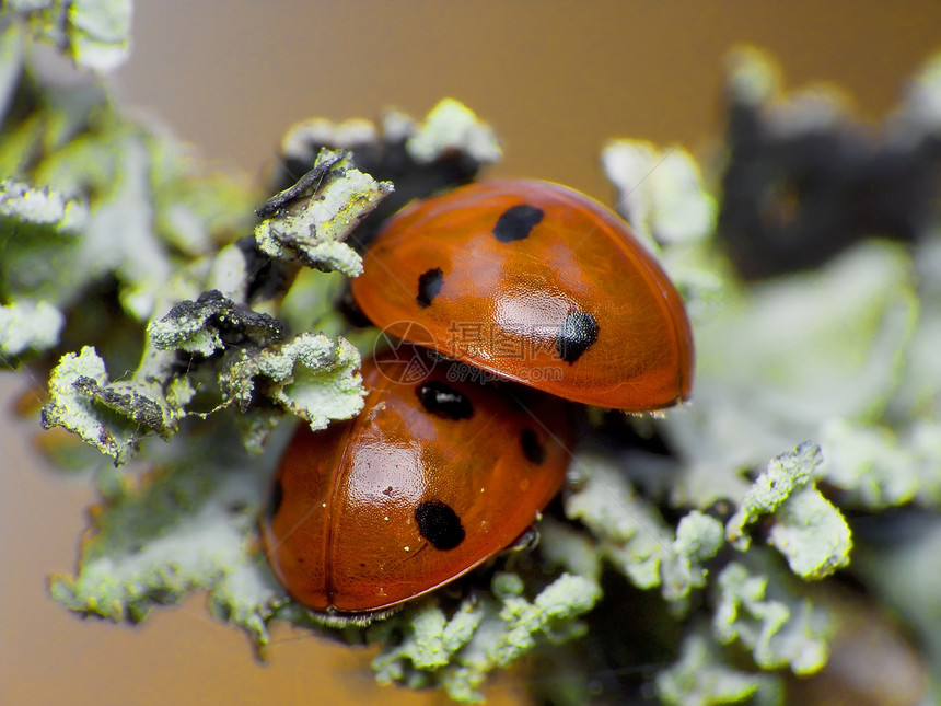 两只淑女bug图片