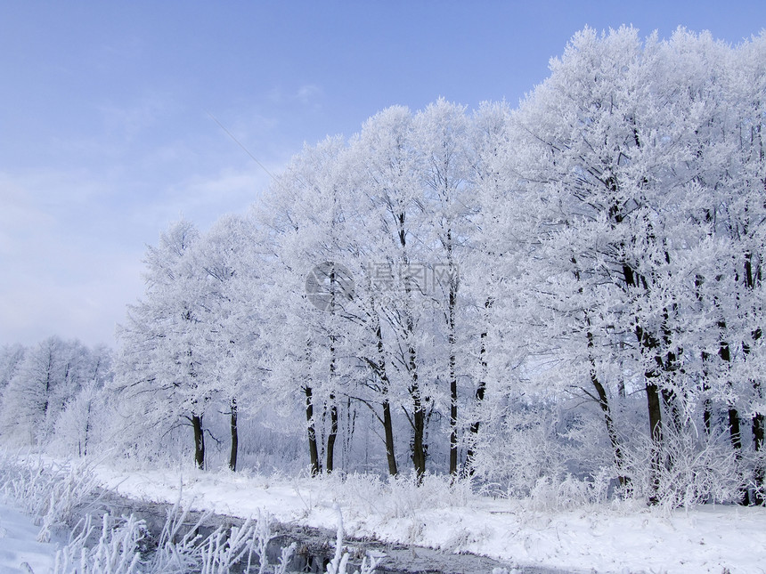 冬天风景地方森林植物白色图片