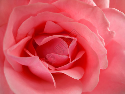 粉红玫瑰花愿望生日宏观粉色红色背景图片