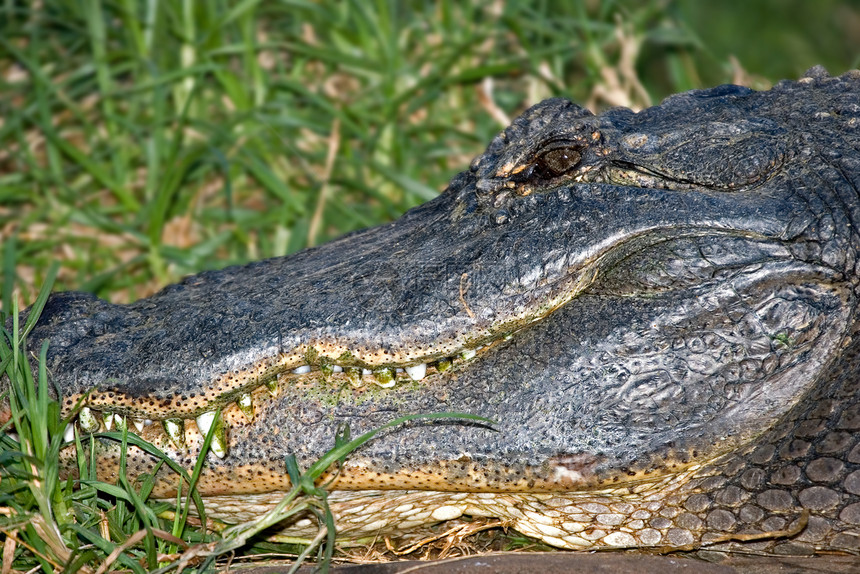 鳄鱼鳄爬虫动物绿色牙线照片隐藏危险牙齿刷子藻类图片
