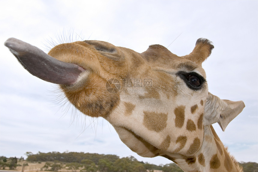 长颈鹿紧贴 舌头伸出图片