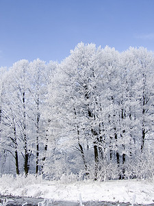 冬天白色森林风景植物背景图片