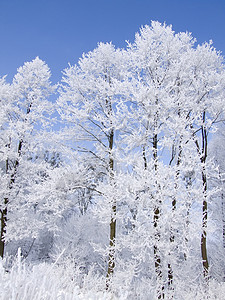 冬天森林植物白色风景背景图片