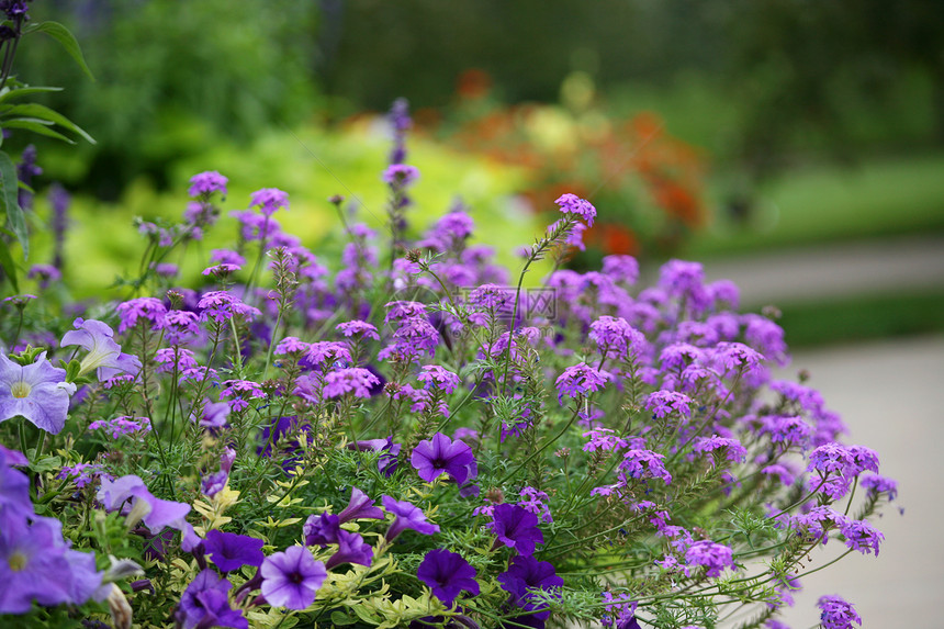 花园中的紫花图片
