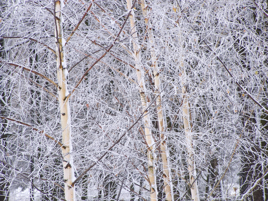 冬季1森林白色庆典花圈树木图片