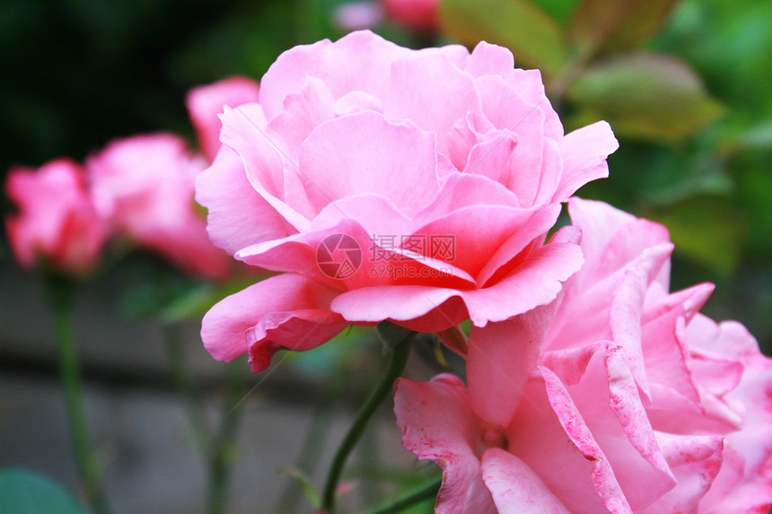 粉红玫瑰美丽树叶培育爱好植物脆弱性发芽杂草种植园艺图片