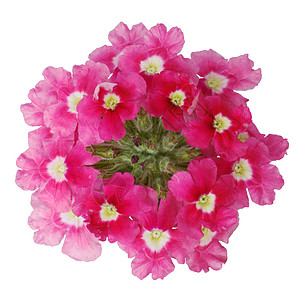 深粉色花朵背景图片