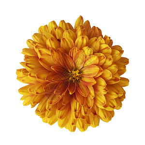 橙花花白色植物植物学黄色红色模式花瓣背景图片