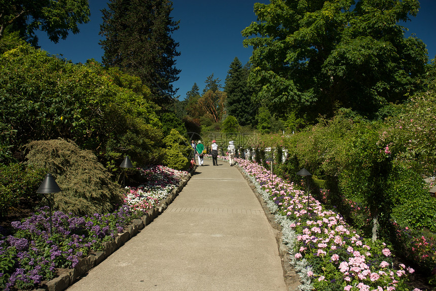 不列颠哥伦比亚省维多利亚州布查特花园美丽花园风景树木旅行反射公园照片植物地标图片