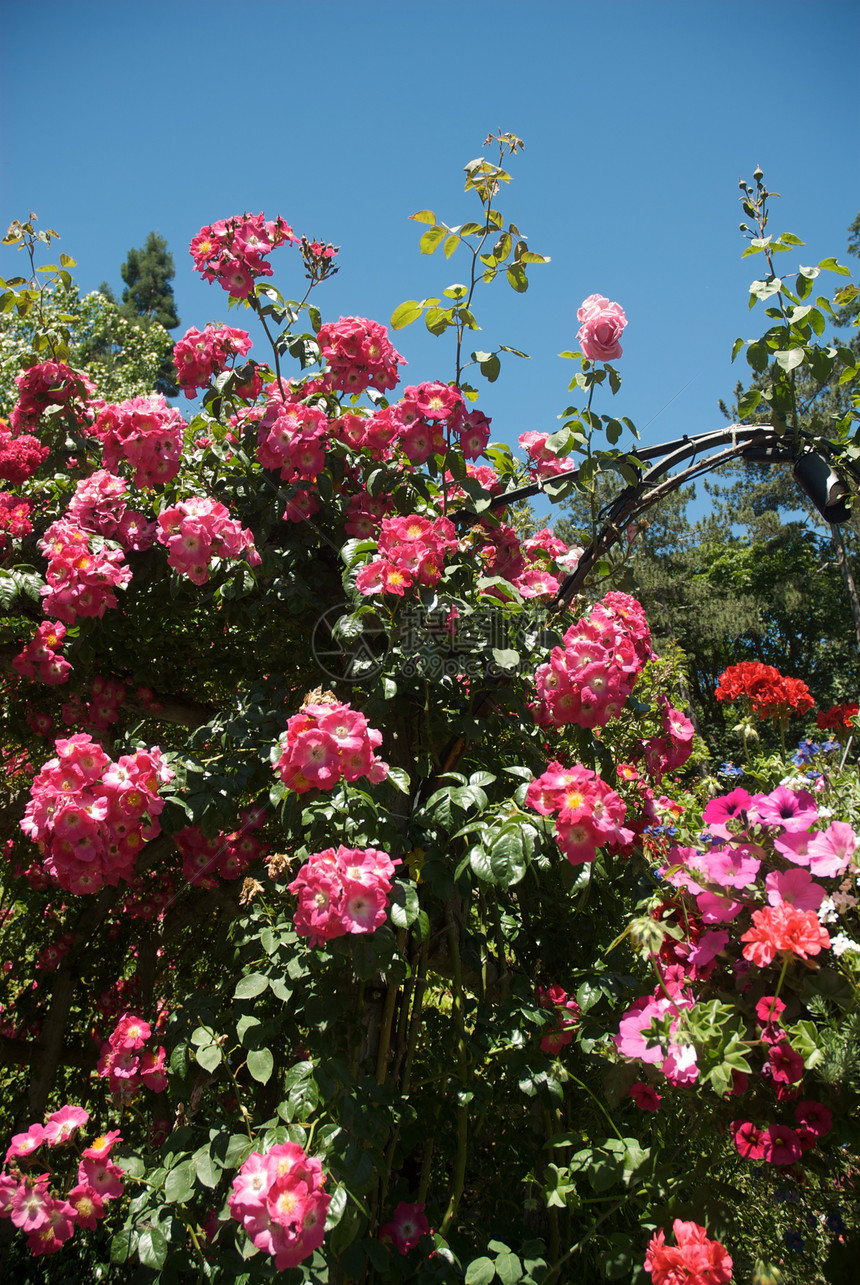 不列颠哥伦比亚省维多利亚州布查特花园美丽游客旅行花园植物反射风景照片冥想树木图片