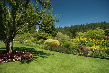 不列颠哥伦比亚省维多利亚州布查特花园美丽风景花园花朵照片树木游客植物地标公园背景图片