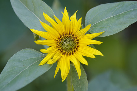 向日葵植物太阳花瓣黄色背景图片