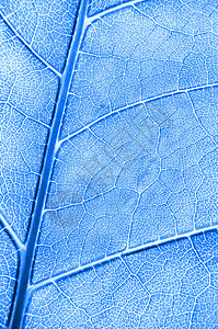 彩色背景背景宏观生物学纹理蓝色墙纸树叶背景图片