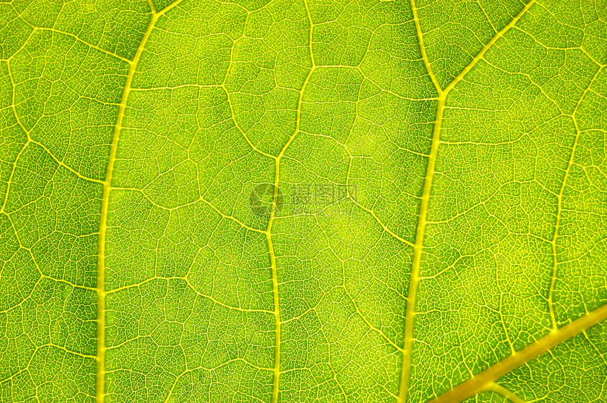 绿叶的构造和结构纹理环境绿色树叶宏观植物生活材料图片