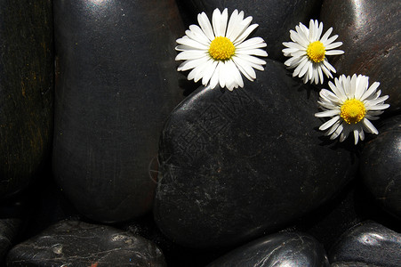 黑石上花菊花白色黑色按摩温泉花瓣叶子雏菊卵石芳香鹅卵石背景图片