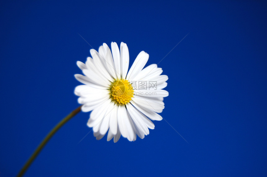 蓝春空下菊花天空花朵草原生活幸福极乐乐趣草地卡片花园图片