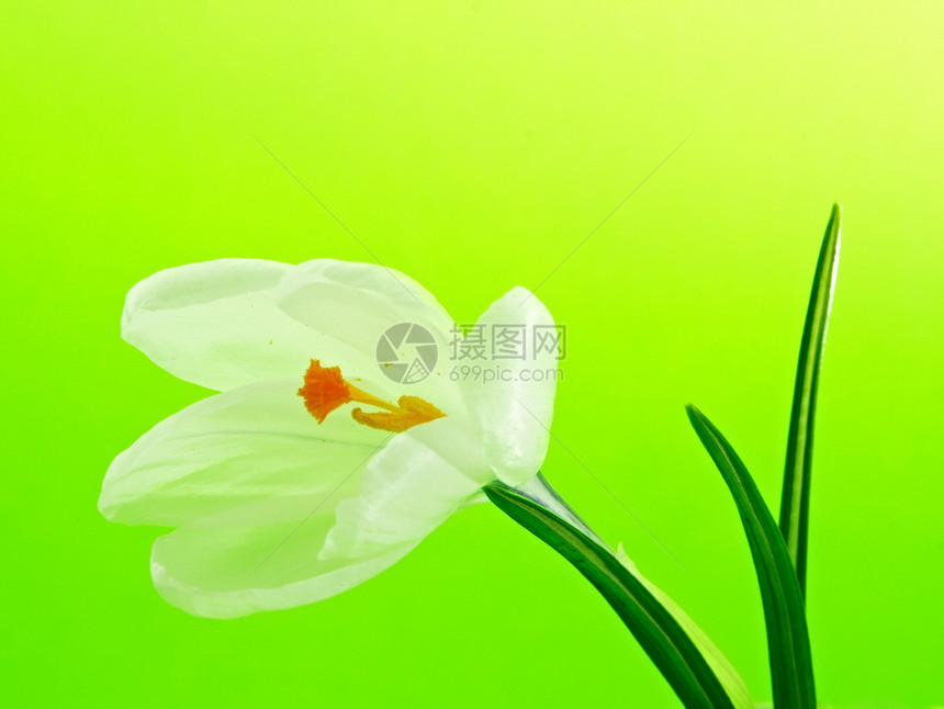 白花花白色黄色绿色图片