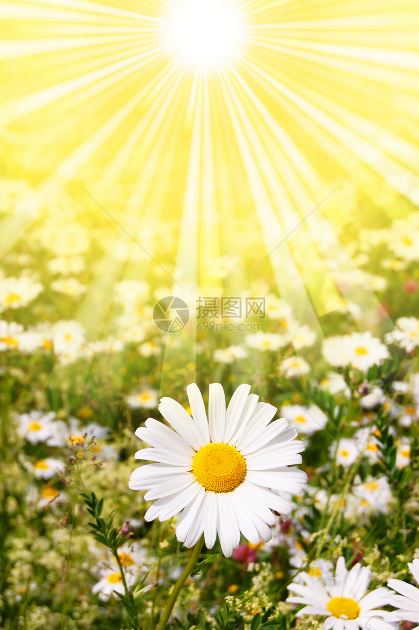 与鲜花和太阳花朵草地光束日光甘菊阳光风景药品绿色雏菊图片